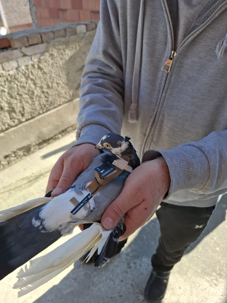 Tagged sensor harness in place — non-invasive, lightweight, removable.